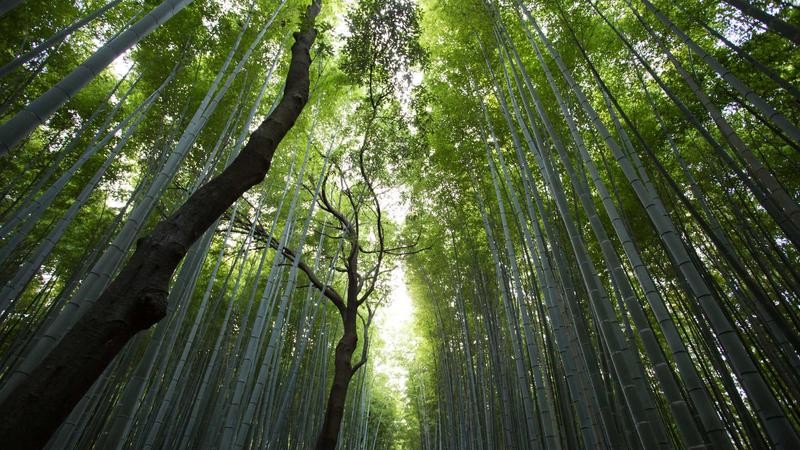 久久网站免费观看：海量资源随心享，畅享高清无广告观影体验
